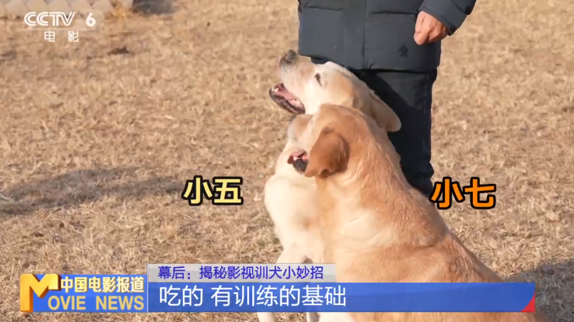 《忠犬八公》到《再见，李可乐》，它们凭什么当演员？配图12-电影资讯